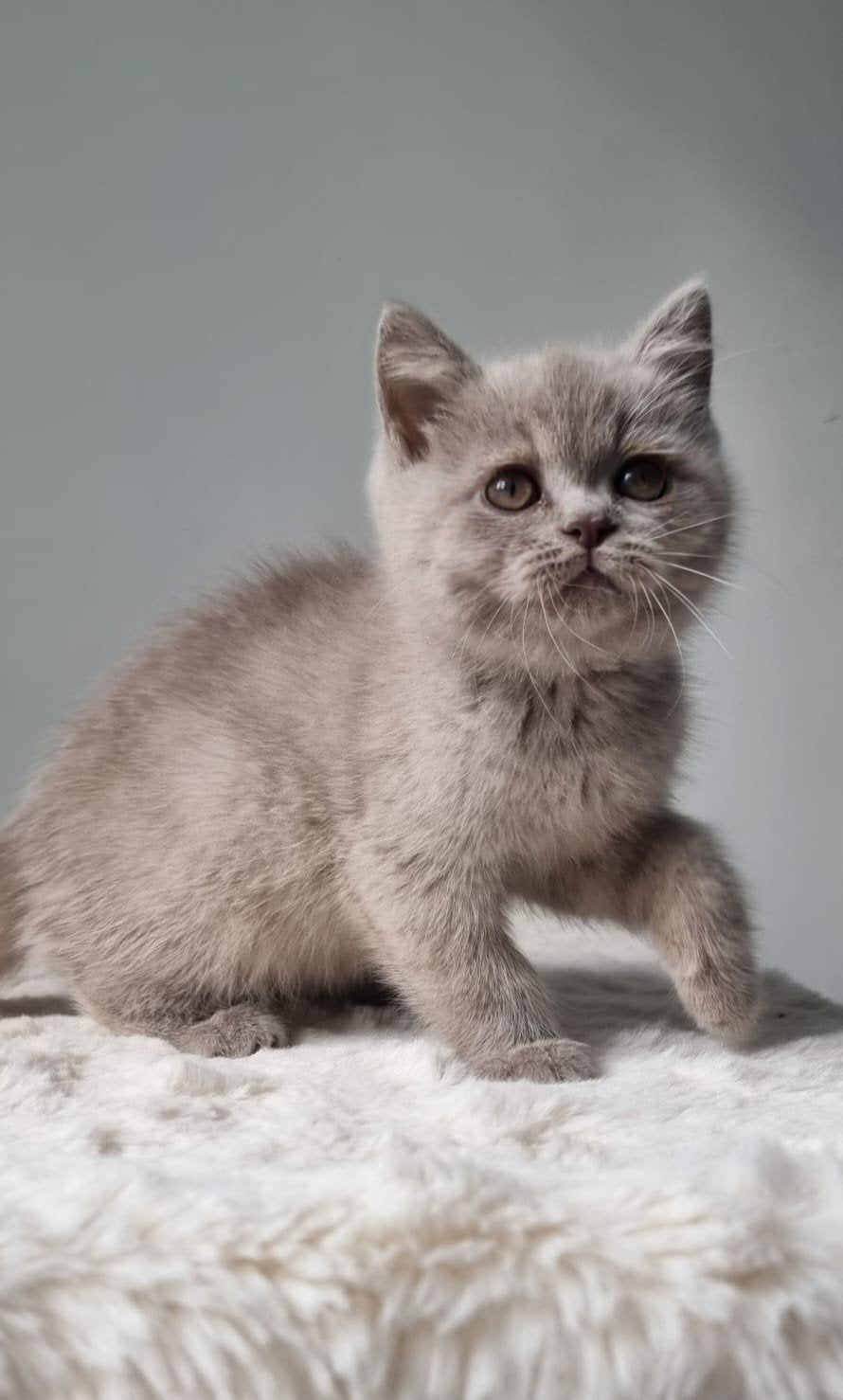 British shorthair kitten, Dieren en Toebehoren, Poes