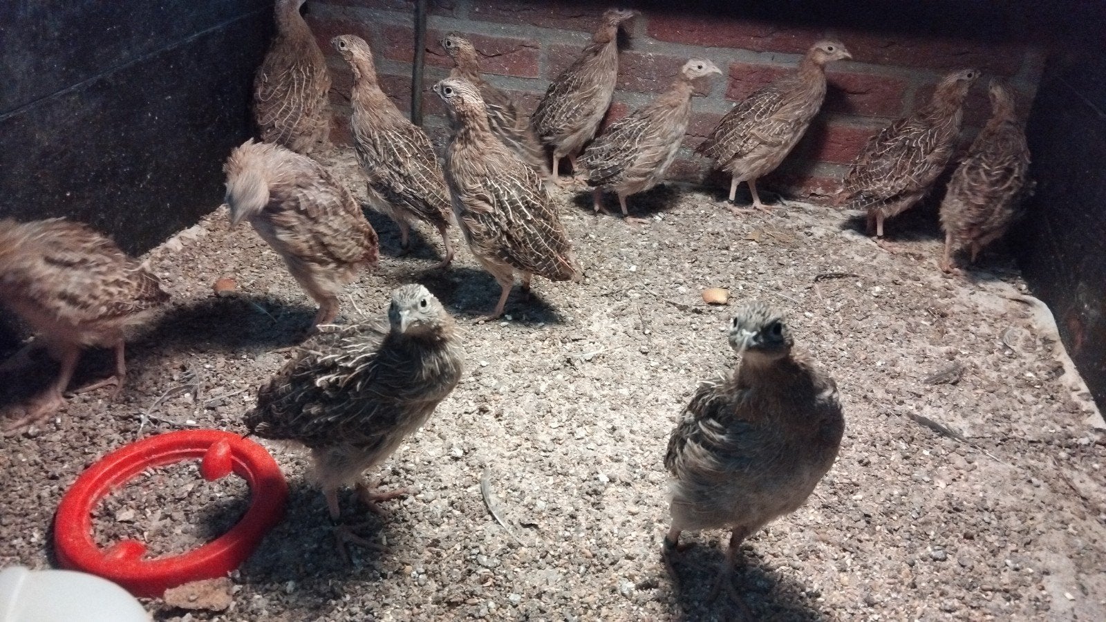 Europese patrijs, Meerdere dieren, Eend
