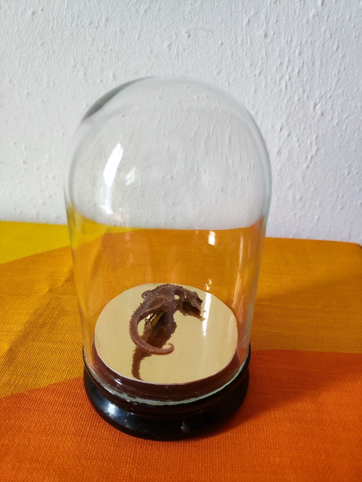 Mooie oude broche van zeepaardje onder een oude glazen stolp, Antiek en Kunst, Curiosa en Brocante, Verzenden