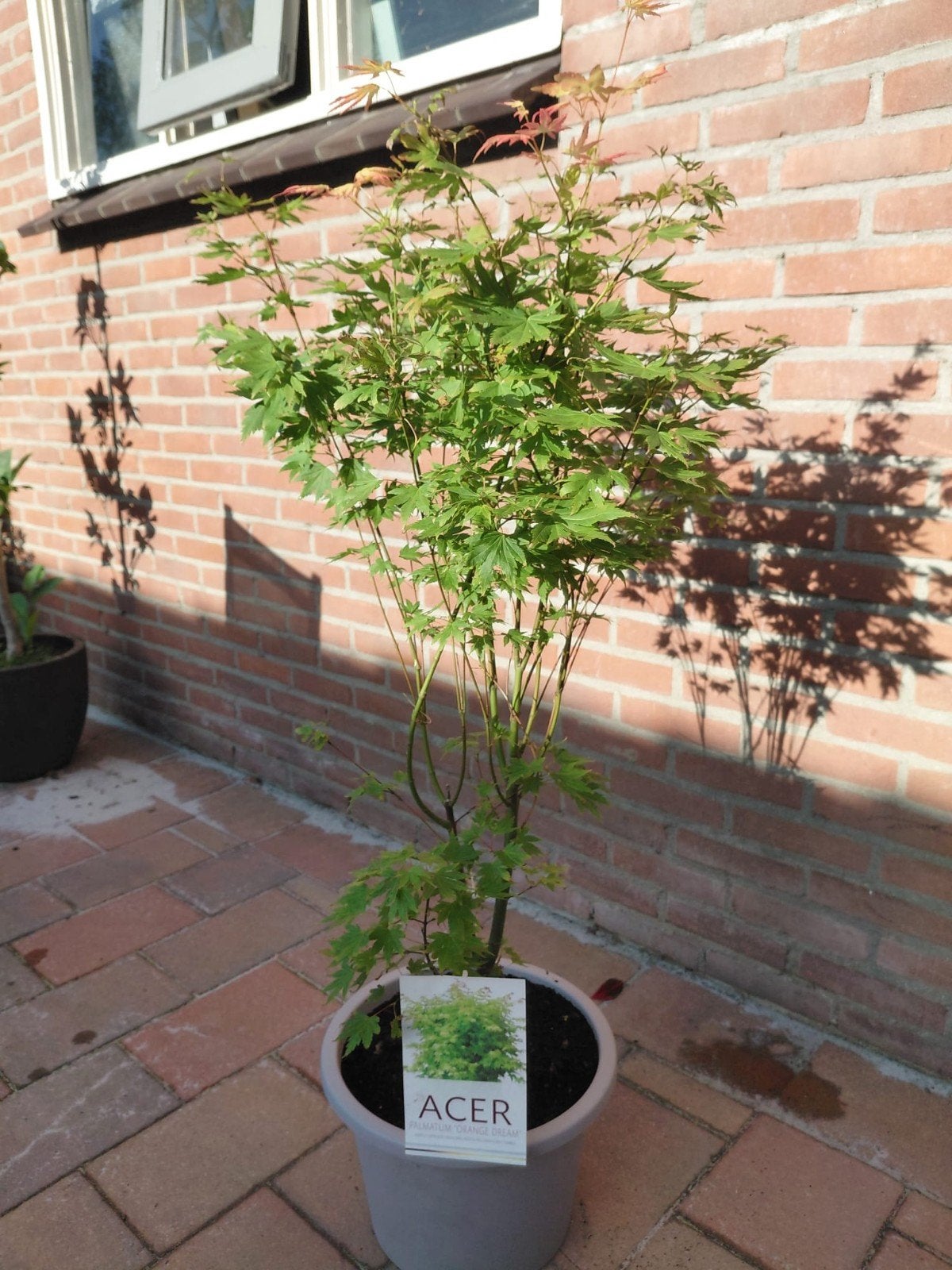 Prachtige Japanse Esdoorn in pot, Bloeit niet, Halfschaduw, Overige soorten, 100 tot 250 cm