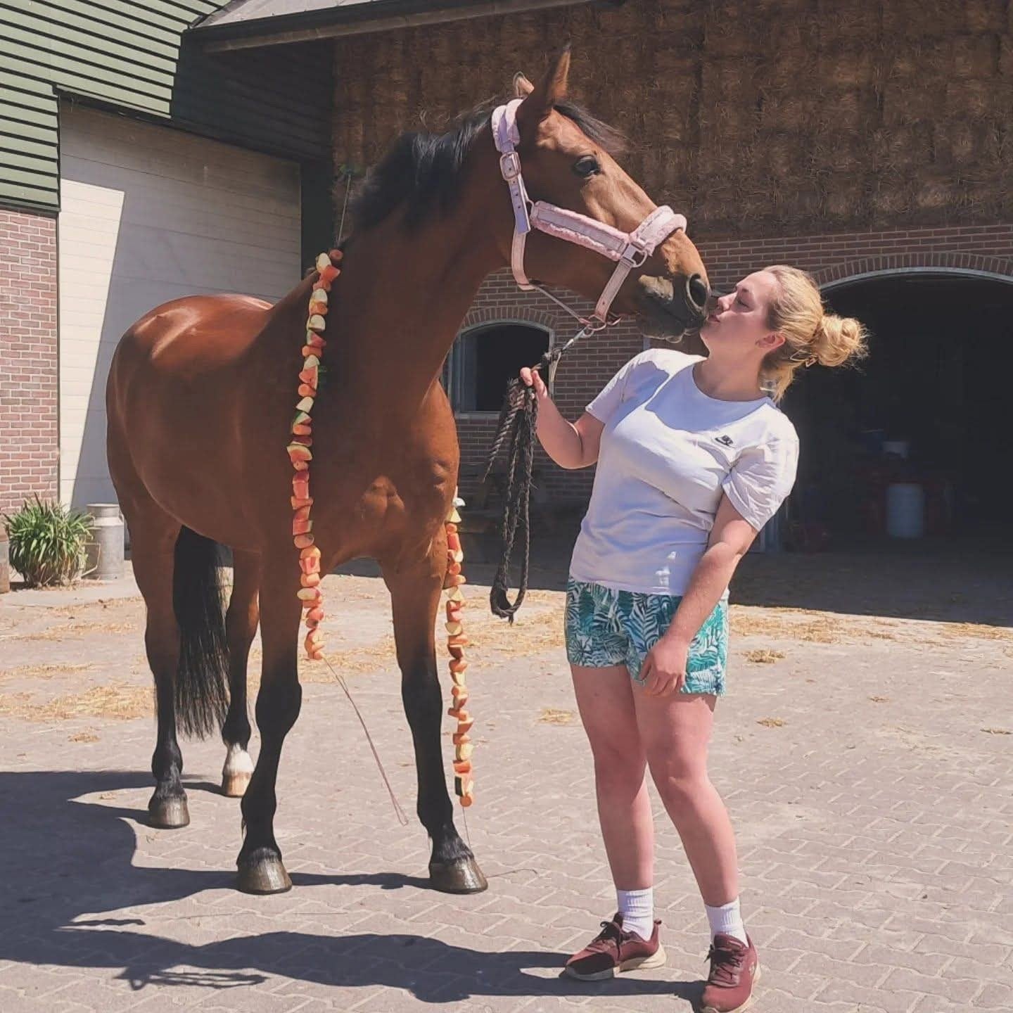 Gezocht, bijrijder voor paard +/- 2 á 3x per week., Ophalen