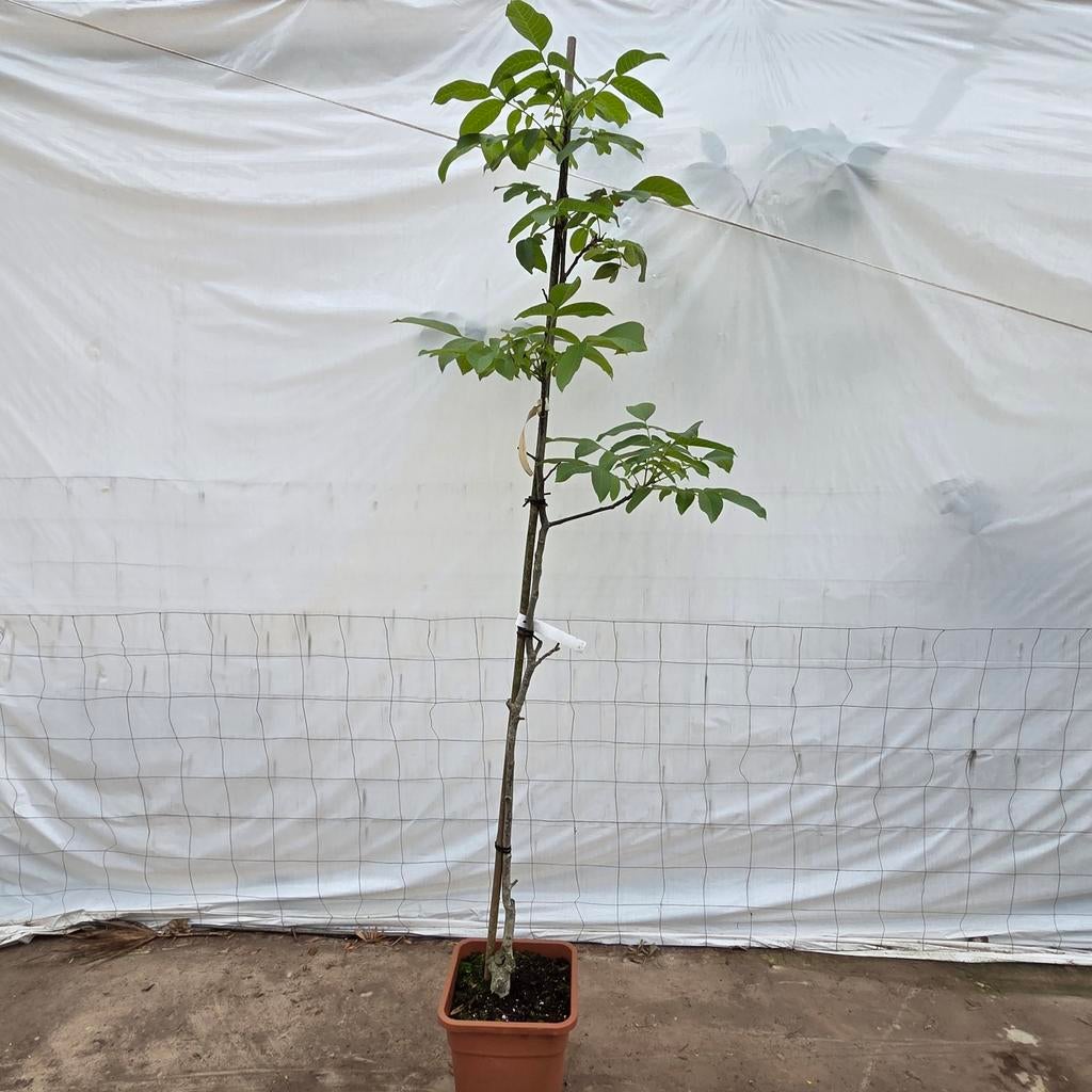 Walnootboom Juglans bella maria walnoot, Ophalen, Volle zon, Overige soorten