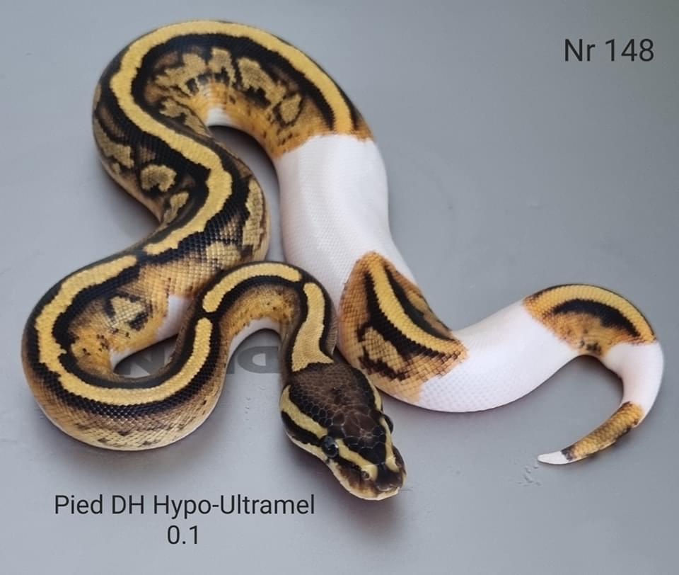 Koningsphyton Green Tree Python - female for sale from W.Droppert