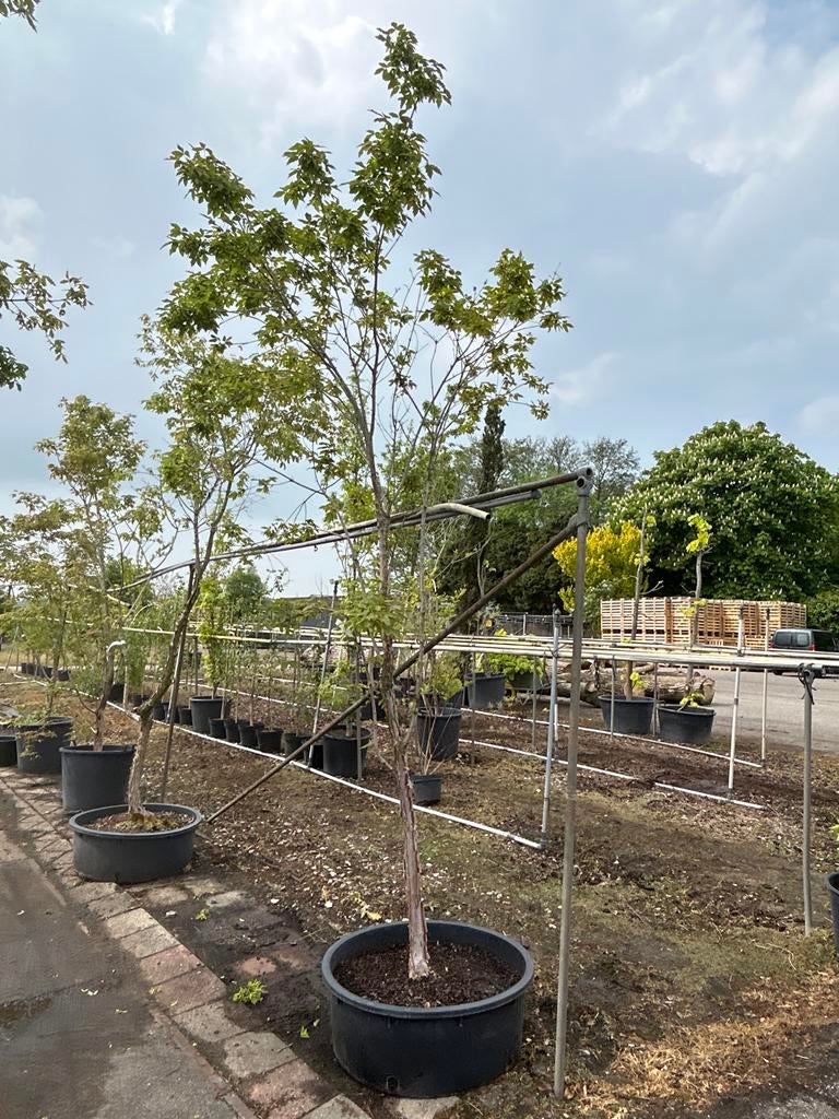 Acer Griseum - Papierbast Esdoorn, Tuin en Terras, Planten | Bomen, Bloeit niet, Overige soorten, 250 tot 400 cm, Ophalen