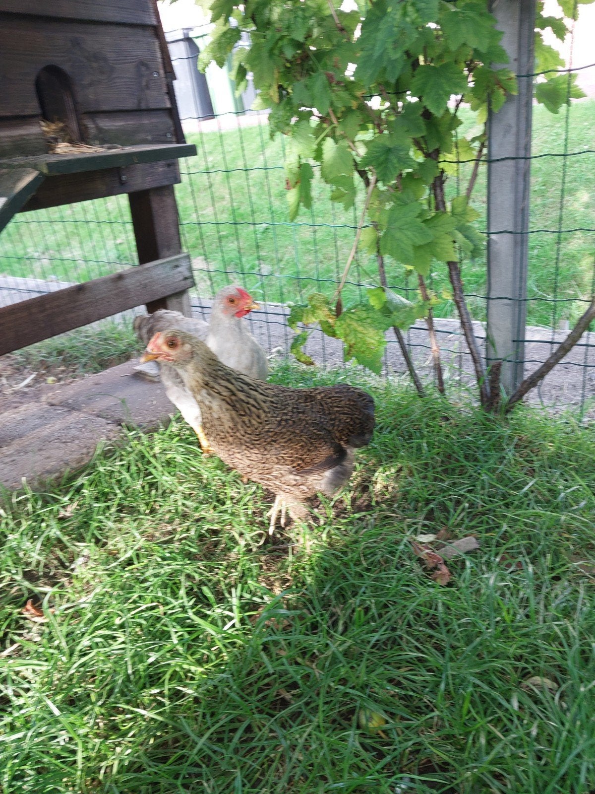 Te koop wyandotte kriel, Dieren en Toebehoren, Pluimvee, Meerdere dieren, Kip