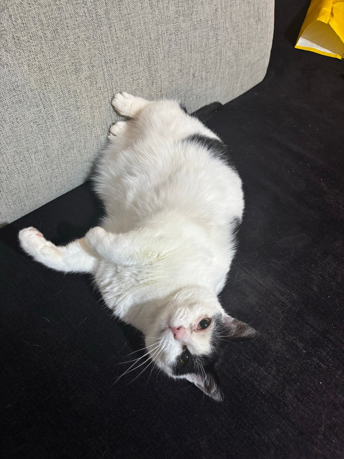 Poes van 8 jaar oud, Dieren en Toebehoren, Katten en Kittens | Overige Katten, Poes, Kortharig, 6 jaar of ouder