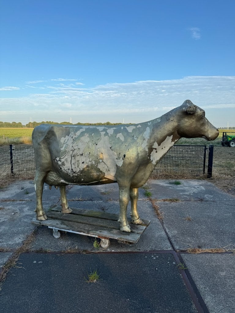 Koe eyecatcher levensgroot op wieltjes | Promotie materiaal, Ophalen, Gebruikt, Kunststof, Dierenbeeld