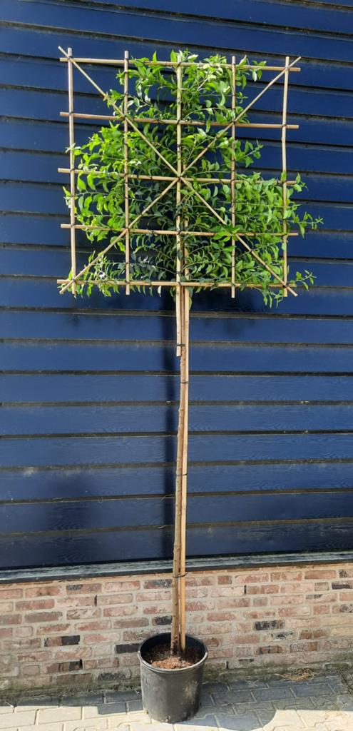 Portugese Laurier Leiboom Prunus Lusitanica Angustifolia 🌿, Tuin en Terras, Planten | Bomen, Ophalen