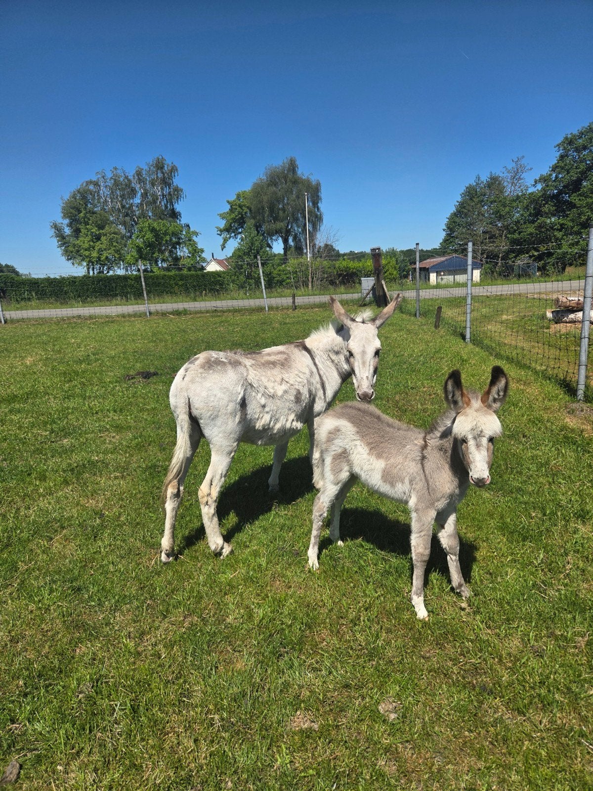 ### bonte ezel merrie met merrie veulen ###, Maart, Vrouwelijk