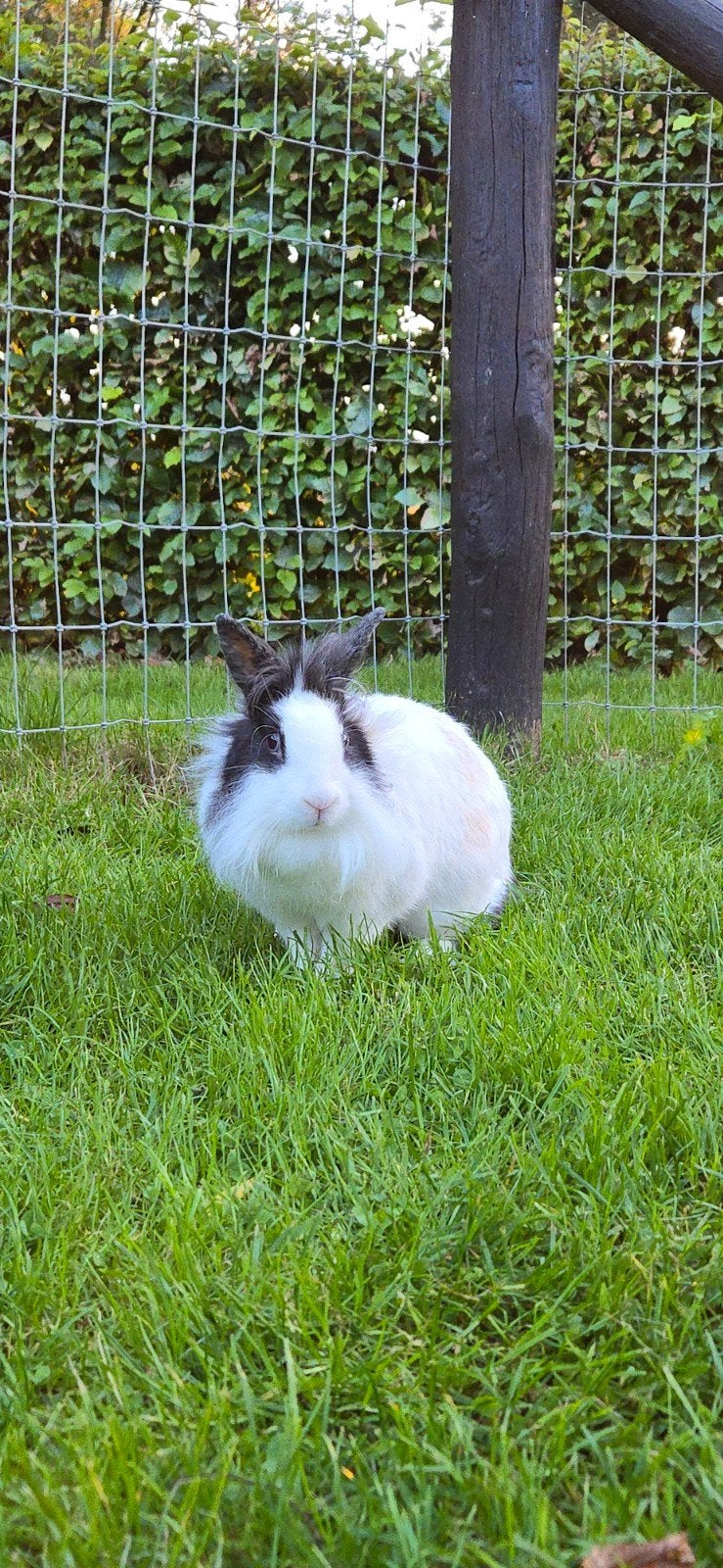 konijn, Vrouwelijk, Middelgroot, 0 tot 2 jaar