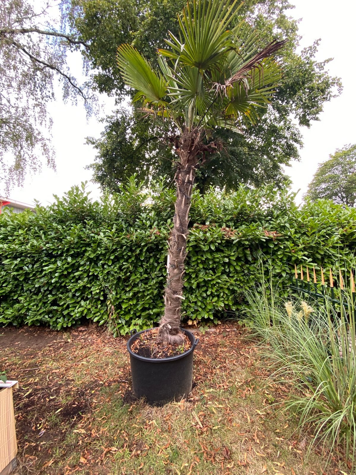 Grote Trachycarpus Fortunei Palmboom  14 stuks!, Volle zon, Vaste plant, Bloeit niet, Ophalen