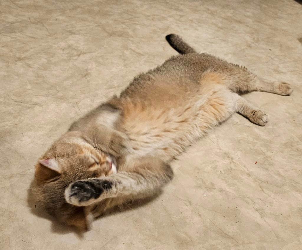 Britse korthaar poes van 2 jr., Poes