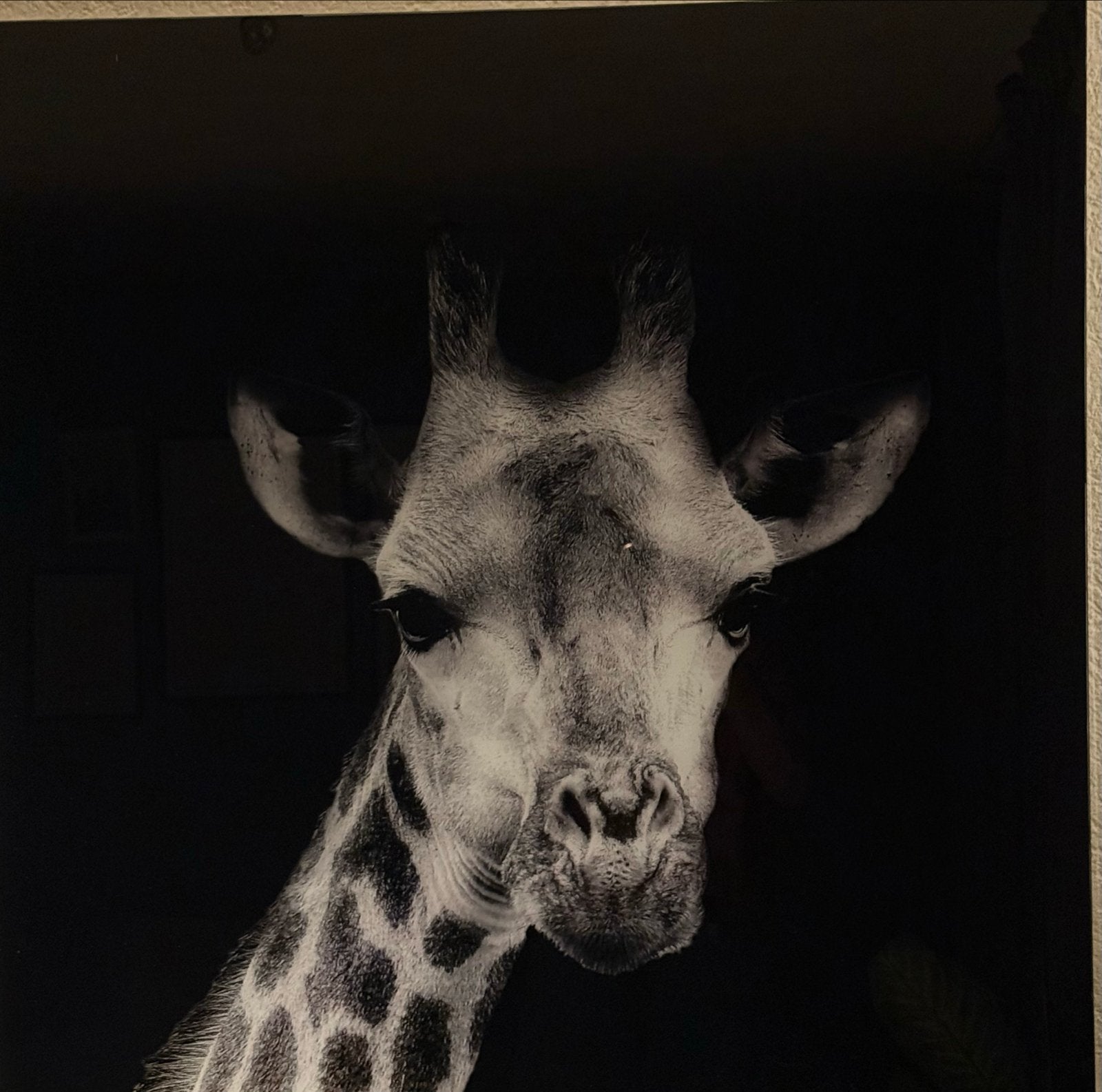 Set van 3 Dierenprints (Giraffe, Olifant, Luipaard) 80x80cm, Ophalen of Verzenden, 75 tot 100 cm, 75 – 100, Print