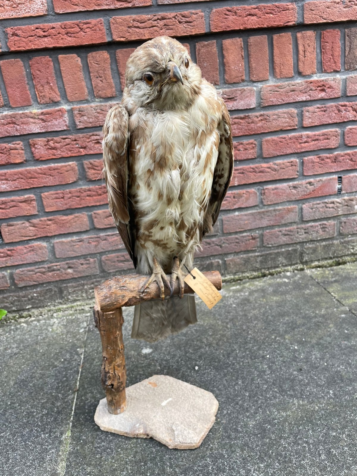 Opgezette Buizerd - Collectie Kappelhoff, Ophalen, Gebruikt, Vogel, Opgezet dier