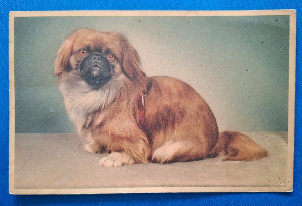 Ansichtkaart hond, Ophalen of Verzenden, Ongelopen, Hond of Kat