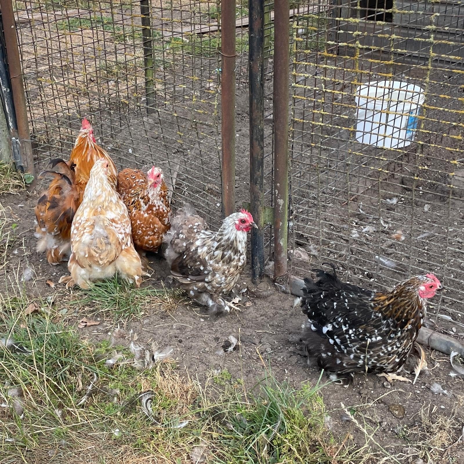 Cochin kriel kippen, Meerdere dieren, Kip