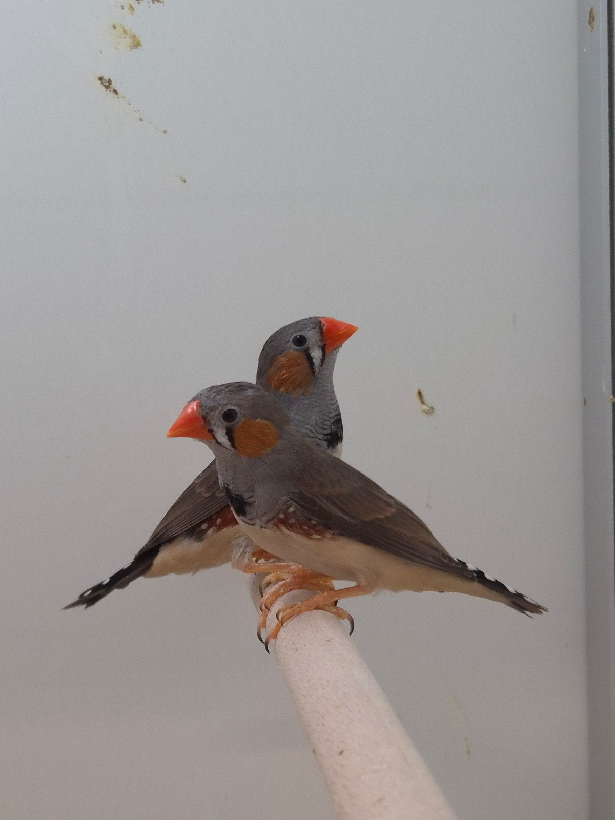 5-3 Timor Zebravinken, Meerdere dieren, Tropenvogel, Geringd