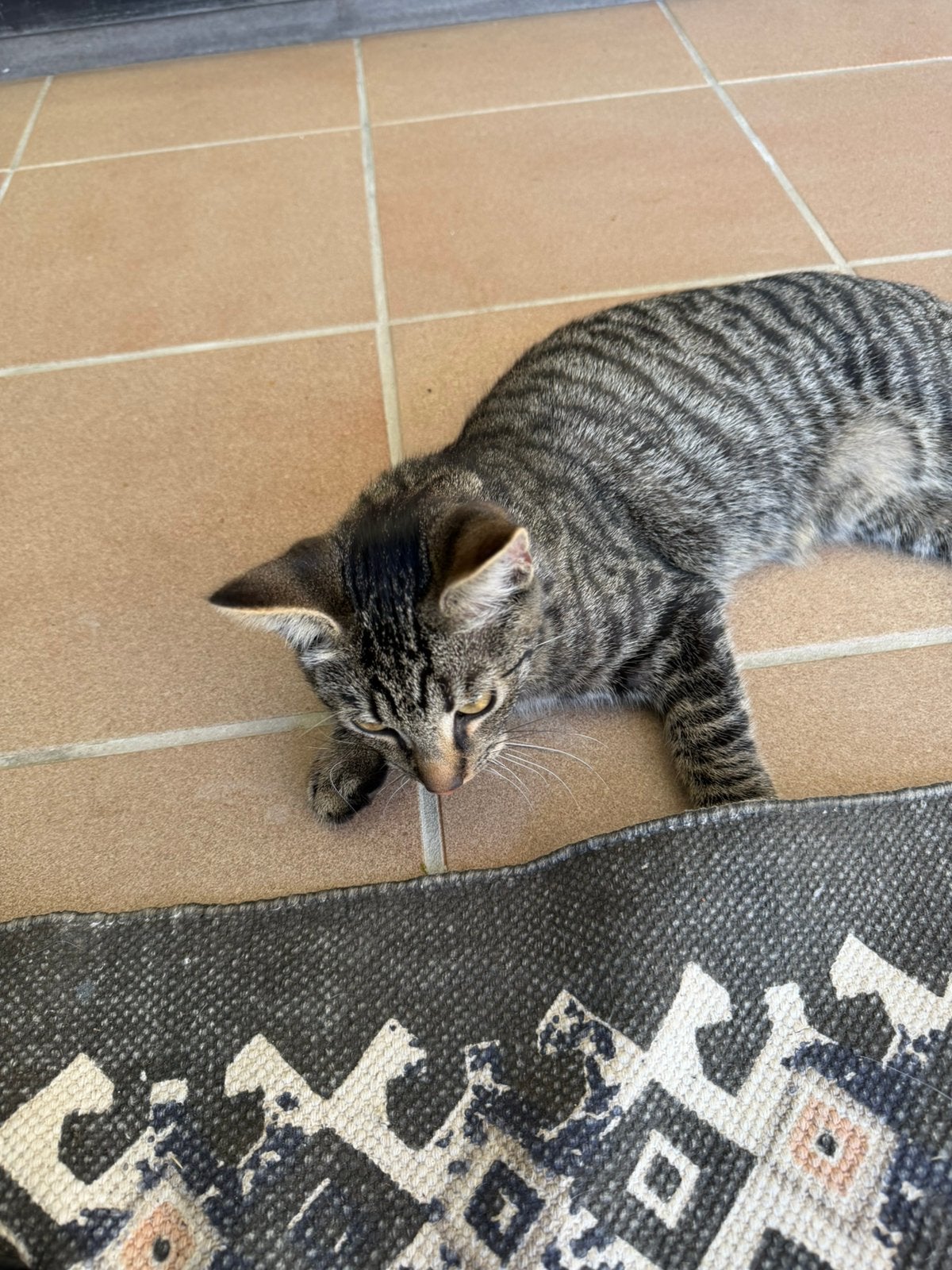 Gratis ophalen, Poes