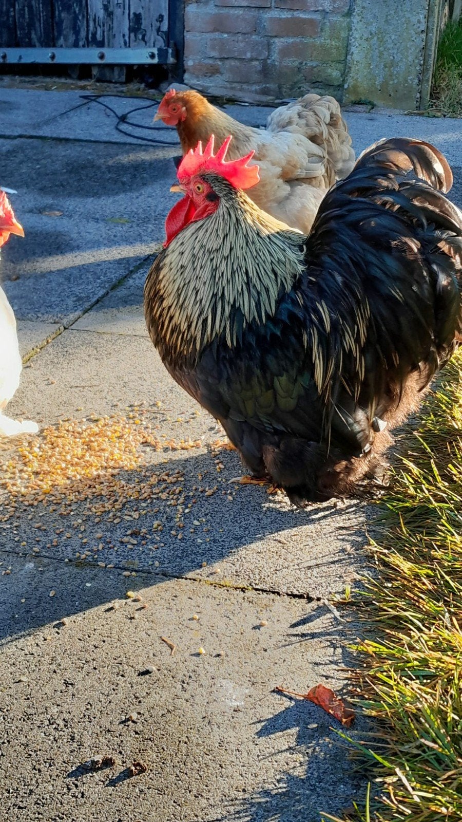 Goed tehuis gezocht voor lieve cochin krielhaan, Mannelijk, Kip