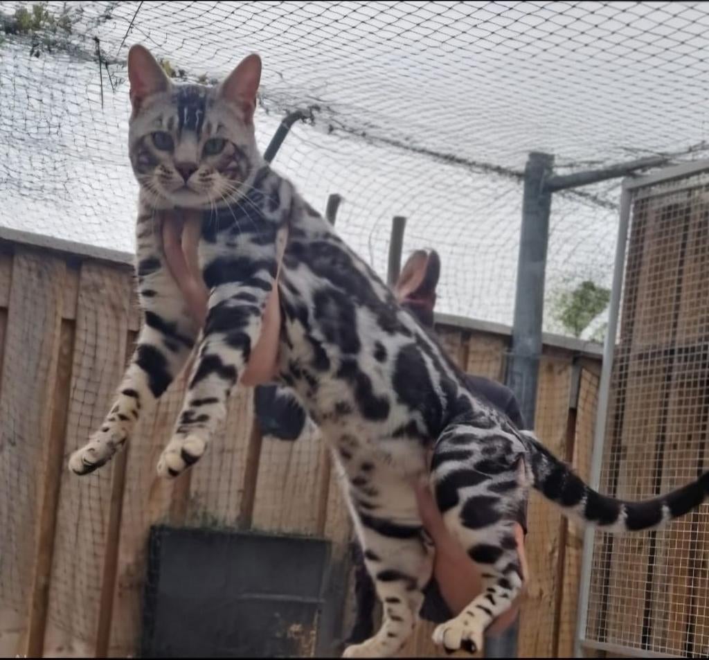 Bengaalse bewezen dekkater groot, 3 tot 5 jaar
