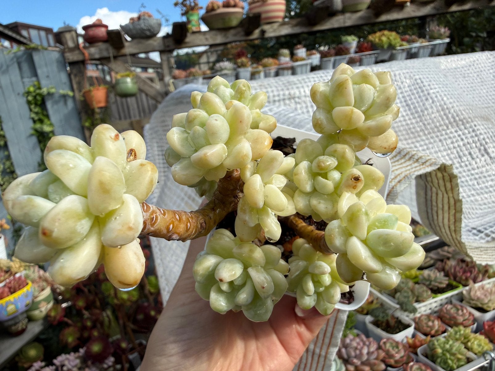 Sedum clavatum variegata/pot 7cm/vetplant/succulent, Ophalen of Verzenden, Halfschaduw, Minder dan 100 cm