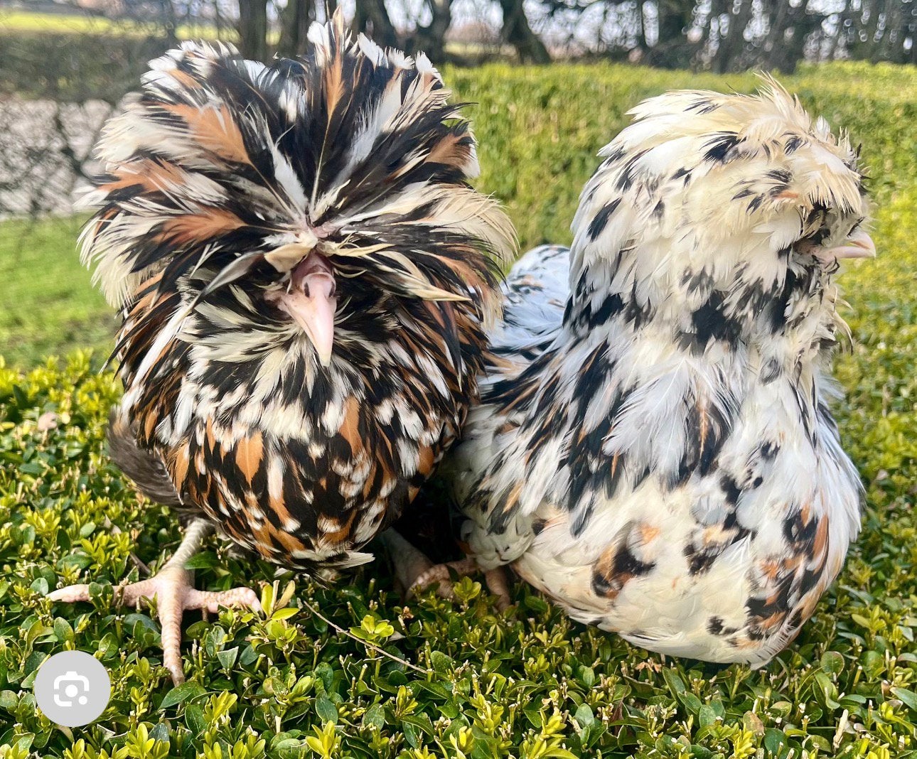 GEZOCHT padua hen, Dieren en Toebehoren, Pluimvee, Vrouwelijk, Kip