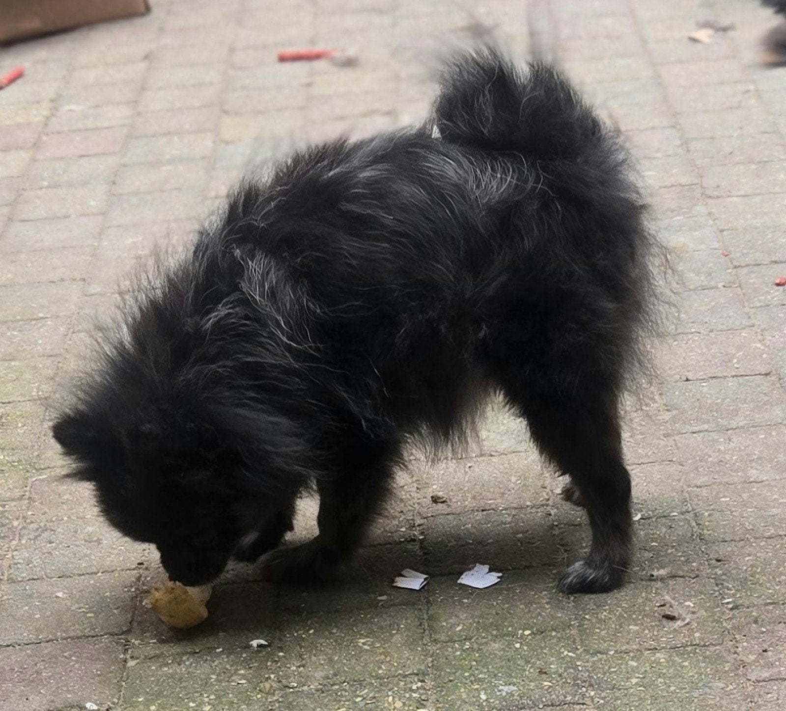 pomeriaan teefje, Overige rassen, 1 tot 2 jaar, Teef, Eén hond