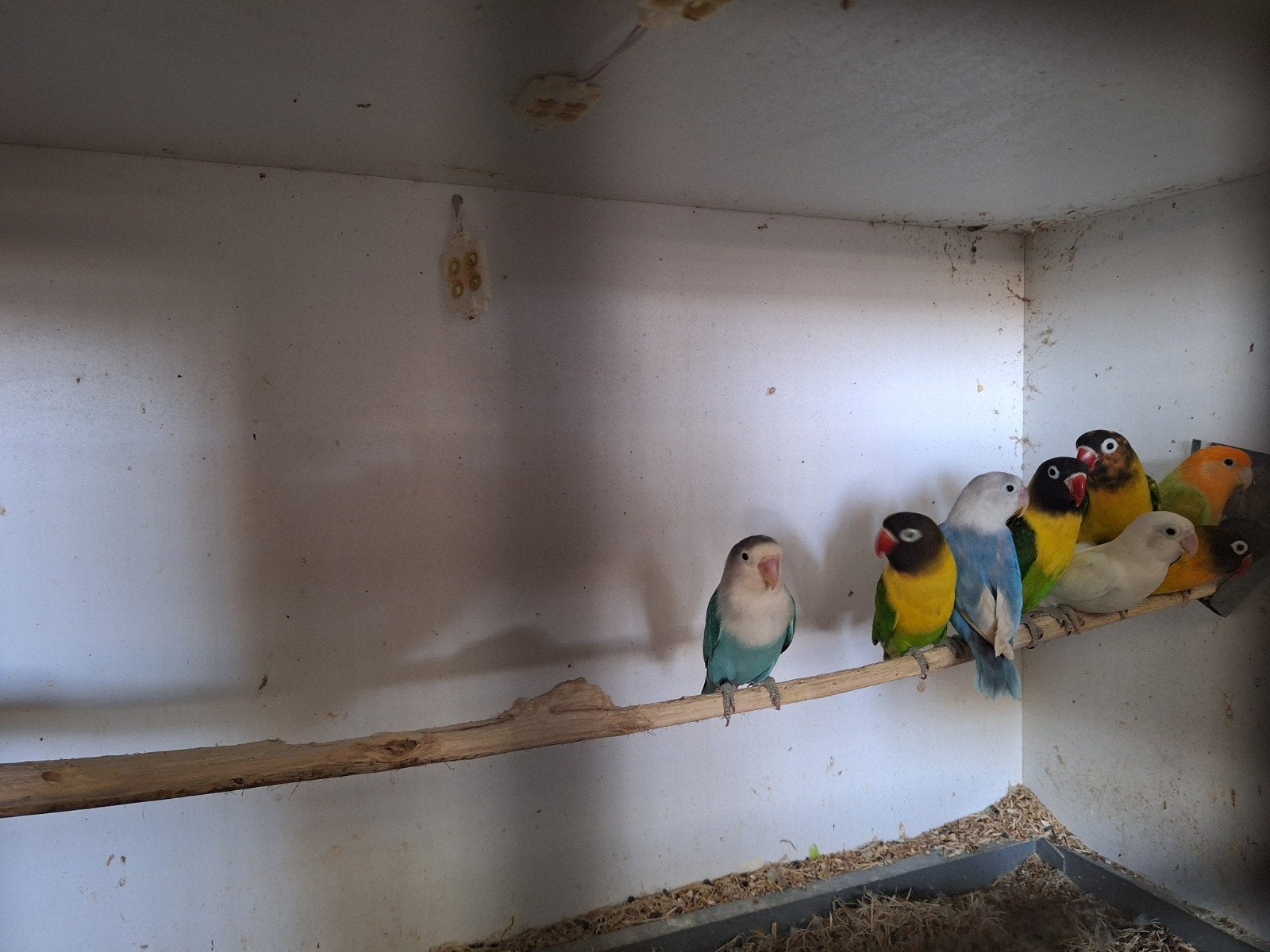 agapornis fisscherie te koop aangeboden, Meerdere dieren, Dwergpapegaai of Agapornis