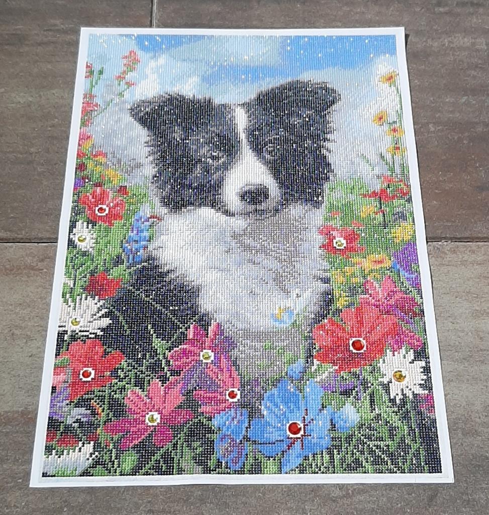 Bordercollie in diamond painting 40x60cm, Ophalen, Rechthoekig Staand, Zo goed als nieuw, A1 t/m A3