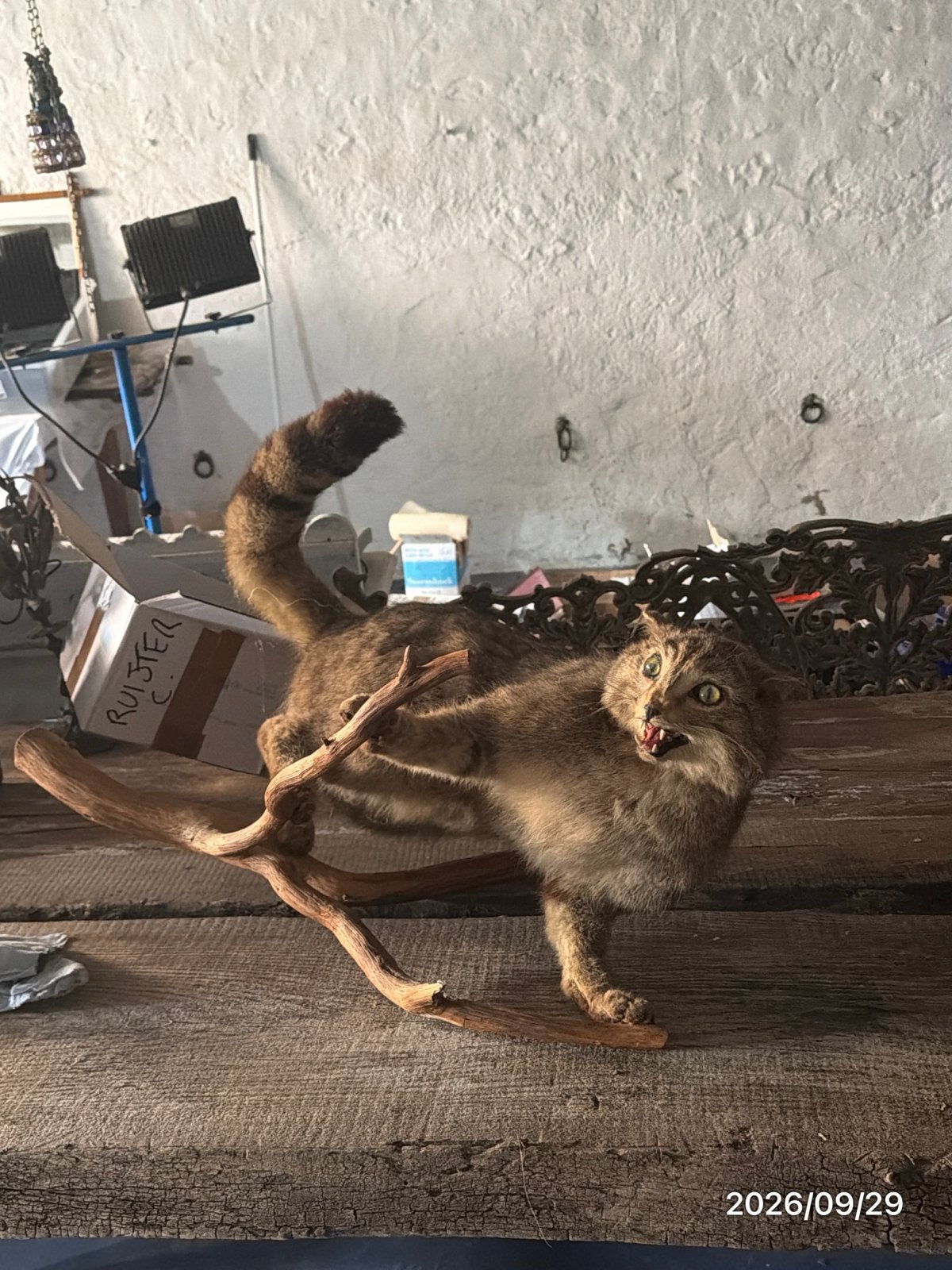 Wild beest op boomstronk, Ophalen of Verzenden, Zo goed als nieuw, Hond of Kat, Beeldje of Figuurtje