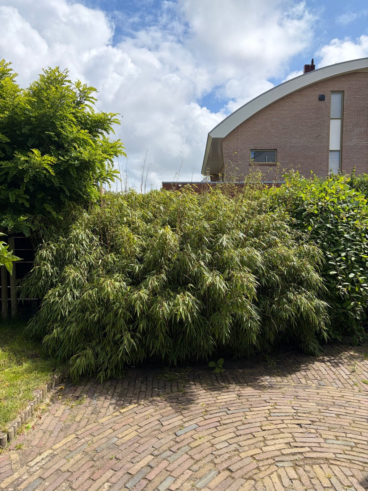 Gratis Bamboe planten zelf uitgraven, Tuin en Terras, Planten | Tuinplanten, Ophalen, Vaste plant, Siergrassen, Bloeit niet
