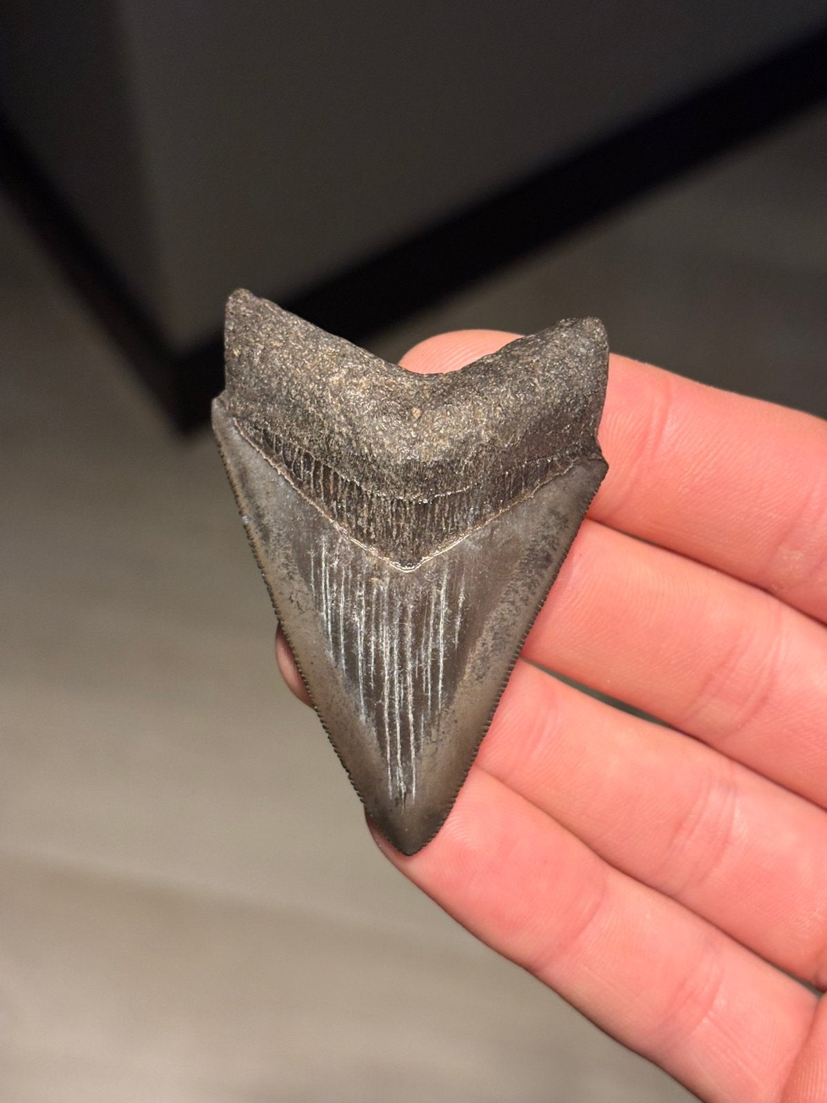 Megalodon haaientand fossiel Georgia, Verzamelen, Ophalen of Verzenden, Fossiel