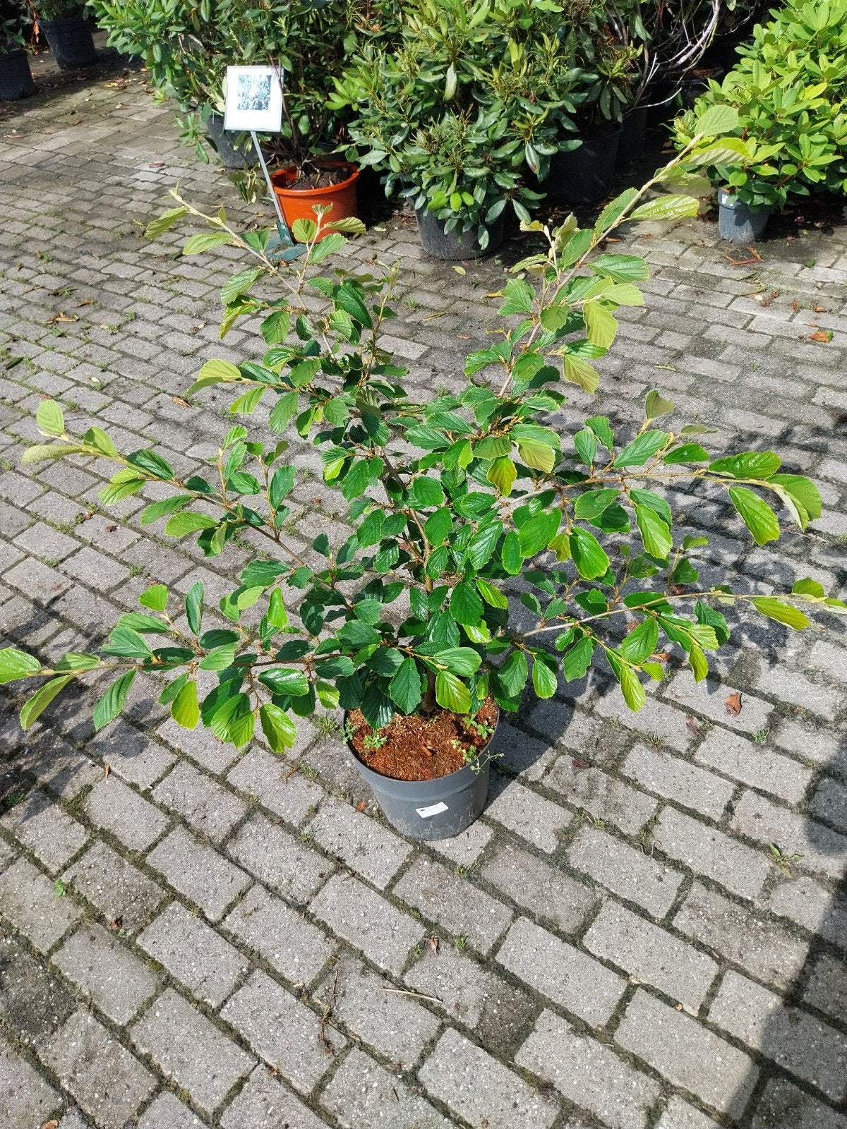 Hamamelis 'Arnold Promise' - Toverhazelaar, Vaste plant, Halfschaduw, Winter, Ophalen