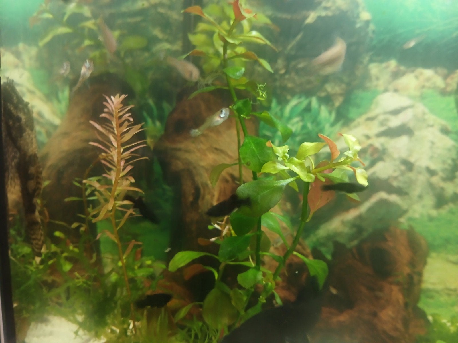guppies en black molly s, Vis