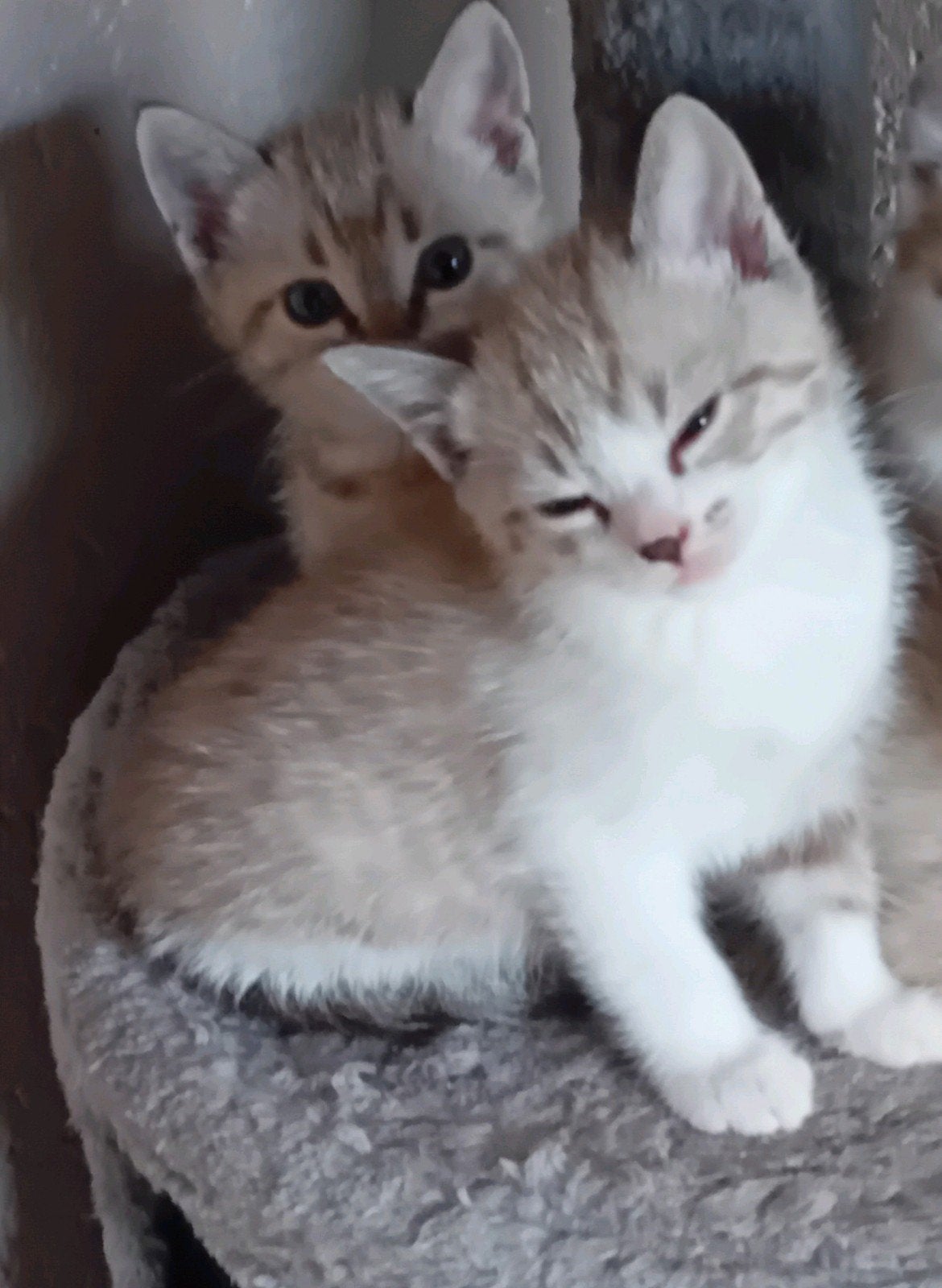 kittens mix Bengaal Britsekorthaar/Ragdoll €550, Meerdere dieren, Ontwormd
