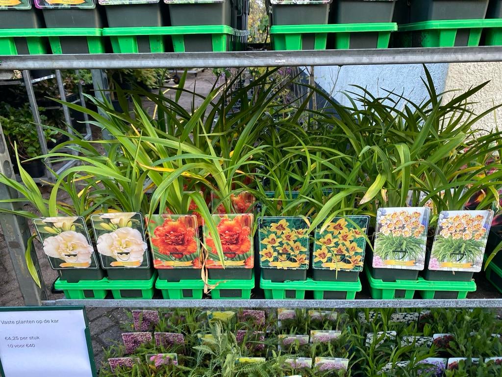 Diverse Vaste Planten: Hemerocallis en meer 10 voor €40, Tuin en Terras, Planten | Tuinplanten, Vaste plant, Overige soorten, Volle zon