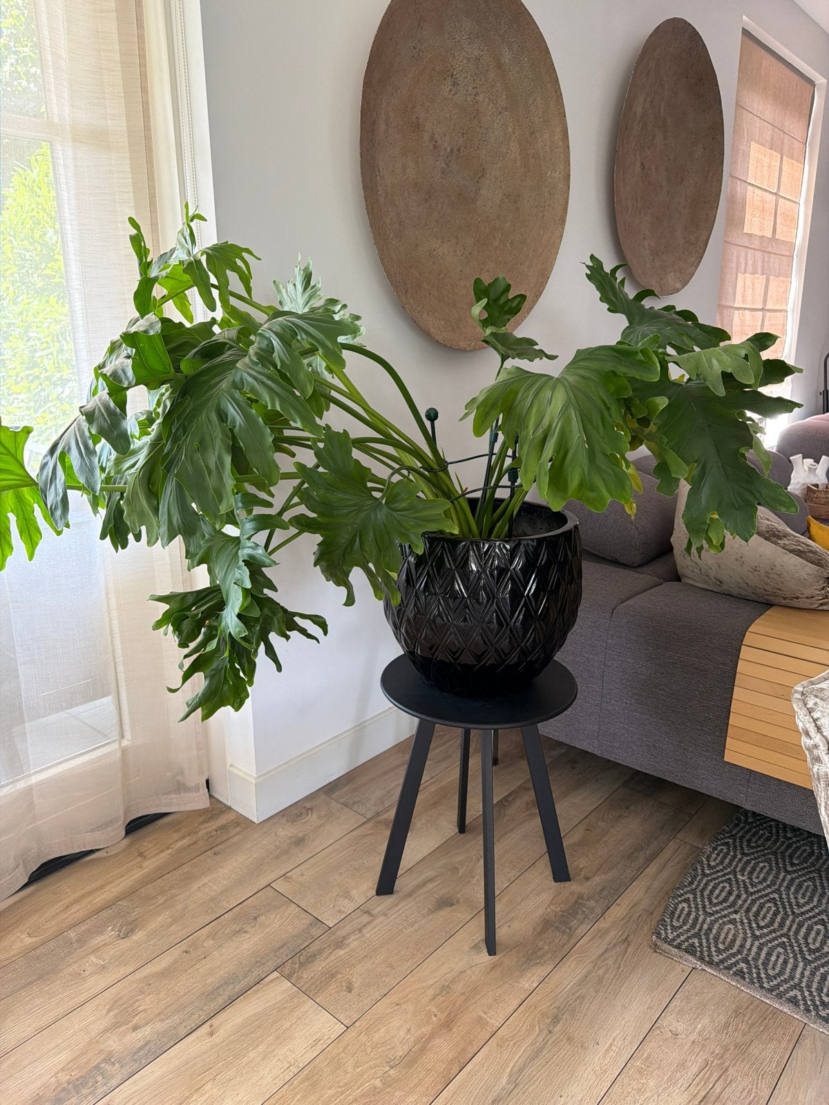 Mooie kamerplanten 11 stuks vanwege verhuizing incl. pot, Huis en Inrichting, Kamerplanten, Ophalen, Overige soorten, Halfschaduw