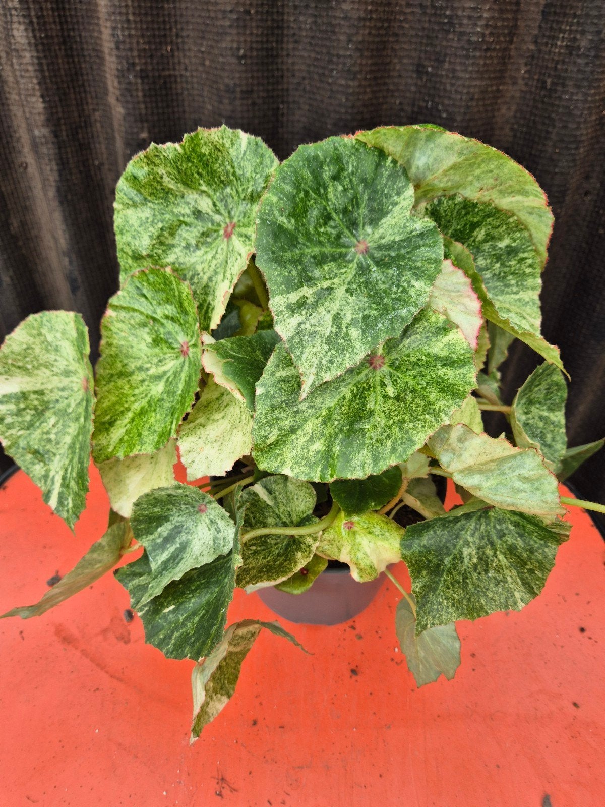 Begonia Rouge Variegata XXL p17 (6)