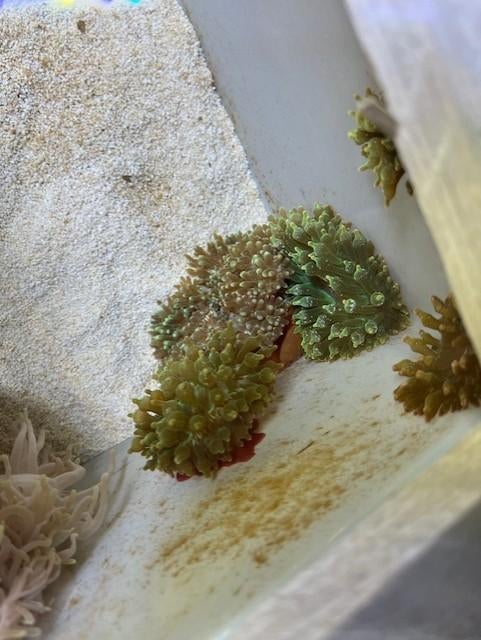 anemoon, Dieren en Toebehoren, Vis, Zoutwatervis