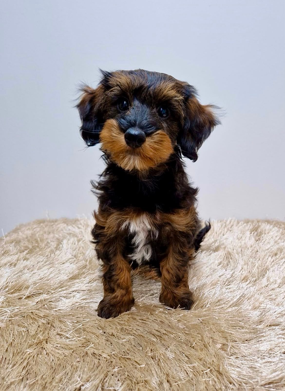 Leuke teckel x boomer pups, Parvo, Nederland, Overige rassen, 8 tot 15 weken