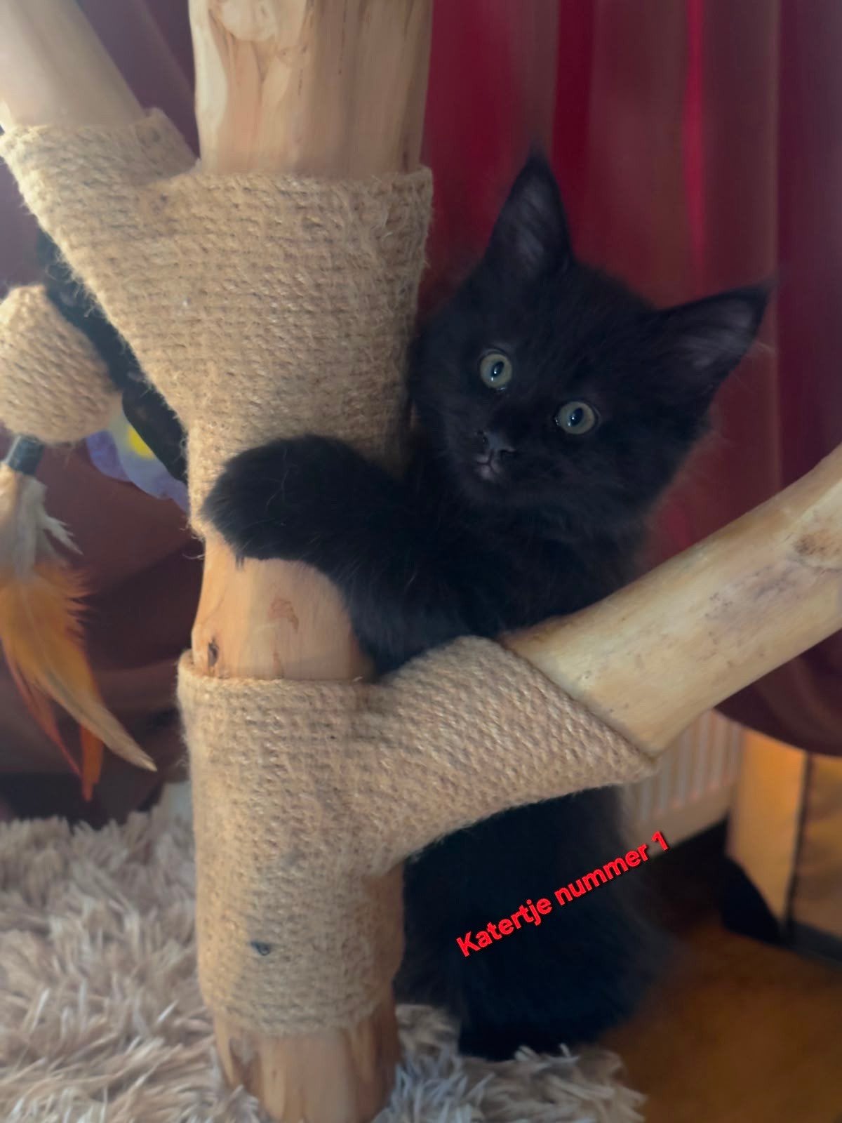 Main Coon kittens, Dieren en Toebehoren, Meerdere dieren, Gechipt