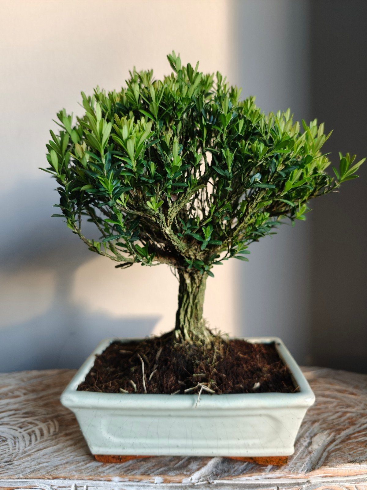Buxus Harlandii Bonsai, Tuin en Terras, Bloeit niet, Halfschaduw, Minder dan 100 cm, Overige soorten