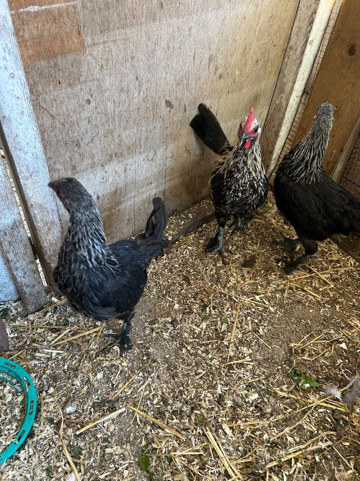 2 Marans Krielkippen + haan, Dieren en Toebehoren, Mannelijk, Kip