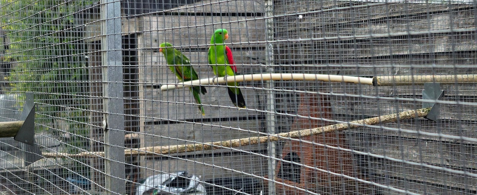 koppel roodvleugel parkiet, Meerdere dieren, Parkiet