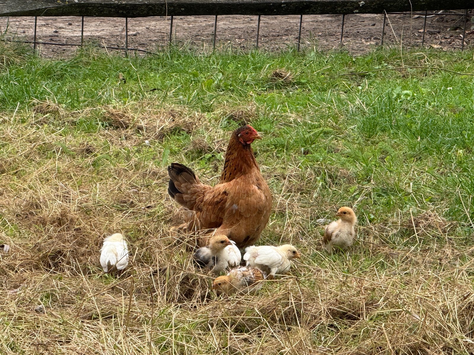 Hen met kuikens