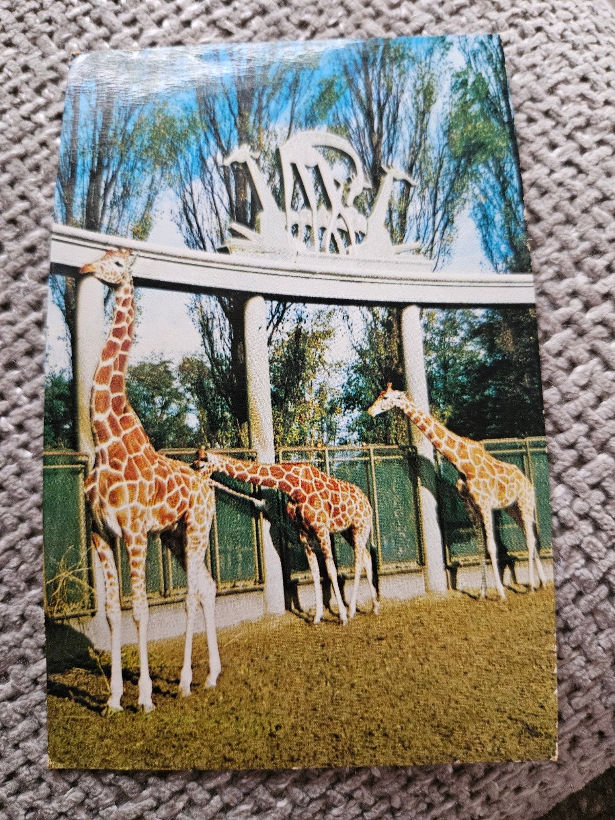 BLIJDORP ZOO Giraffen Dierentuin Rotterdam, Verzamelen, Ansichtkaarten | Themakaarten, Gelopen, 1940 tot 1960, Ophalen of Verzenden
