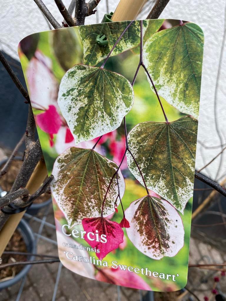 Cercis canadensis 'Carolina Sweetheart' - Judasboom, Tuin en Terras, Planten | Bomen, Overige soorten, Lente, 100 tot 250 cm, Ophalen