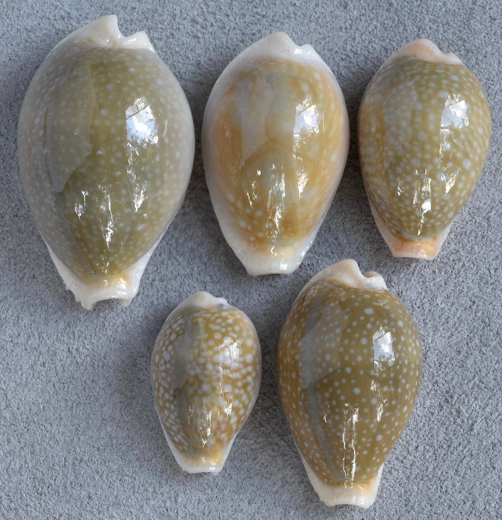 Schelpen: Cypraea miliaris 26,5-43,7mm (F+++/Gem) Indonesië, Ophalen of Verzenden, Schelp(en)