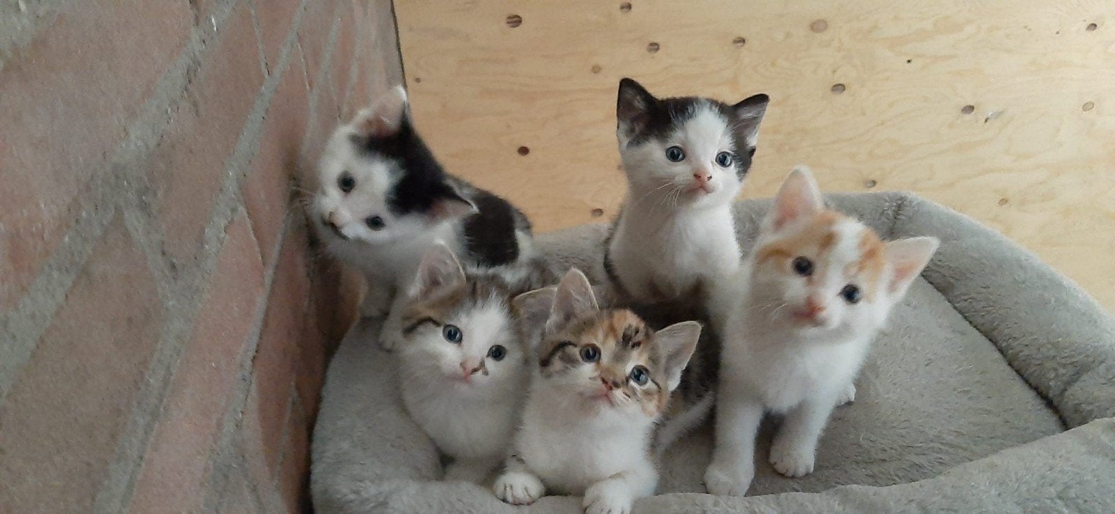 Lieve kittens, Meerdere dieren, Ontwormd