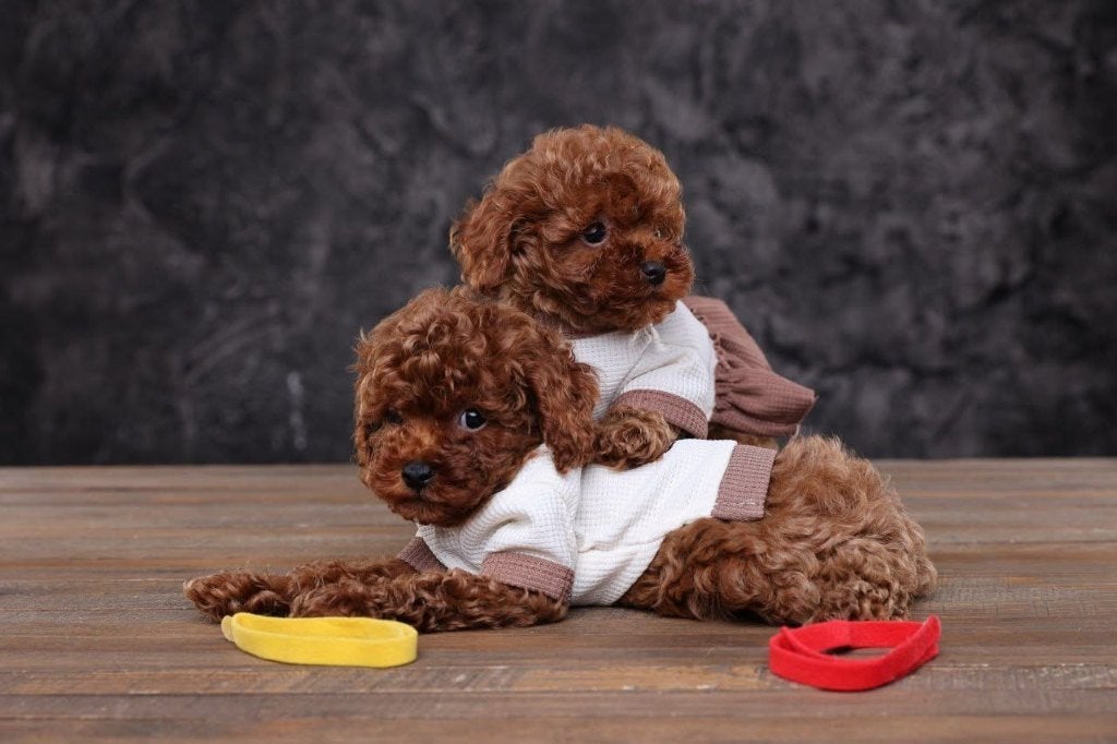 Prachtige Rode Toy Poedel pups beschikbaar, Dieren en Toebehoren, Poedel, 8 tot 15 weken, Parvo, Meerdere